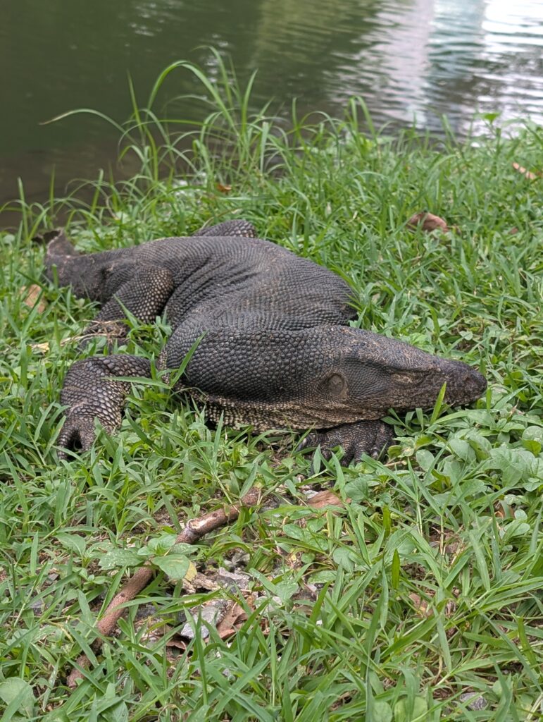 Asian Water monitor in lumpini park